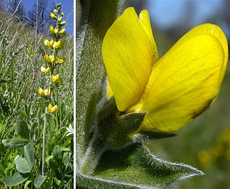 Thermopsis californica