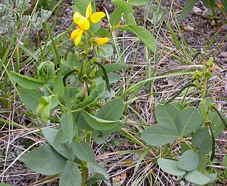 Thermopsis rhombifolia