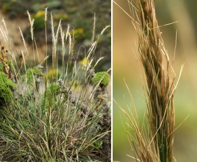 Thorneochloa diegoensis