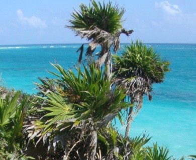 Thrinax radiata