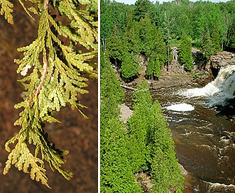 Thuja occidentalis