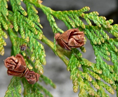 Thuja plicata