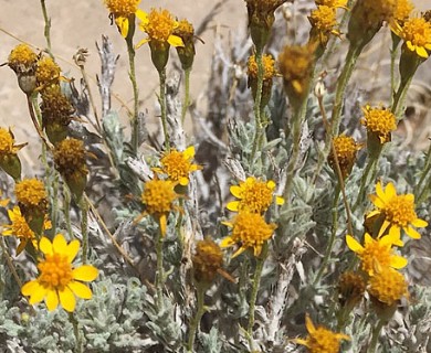 Thymophylla setifolia