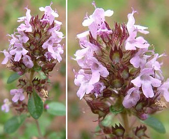 Thymus praecox