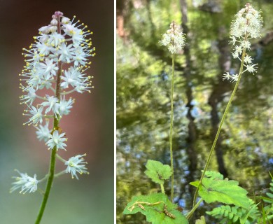 Tiarella cordifolia