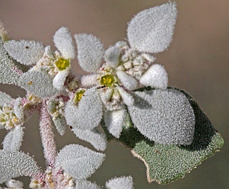 Tidestromia lanuginosa