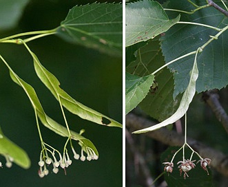 Tilia americana