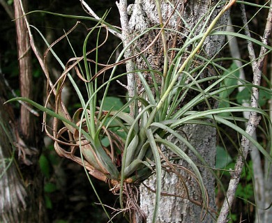 Tillandsia balbisiana