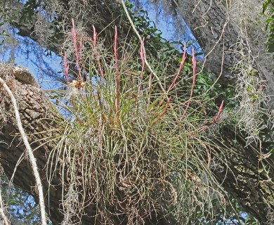 Tillandsia bartramii