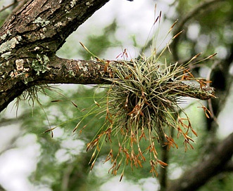 Tillandsia recurvata