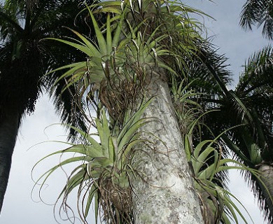 Tillandsia utriculata