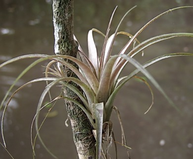 Tillandsia variabilis