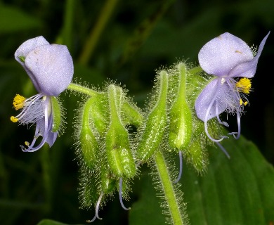 Tinantia erecta