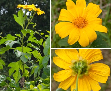 Tithonia diversifolia