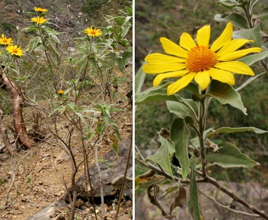 Tithonia fruticosa