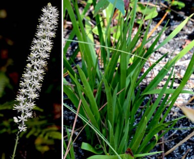 Tofieldia glabra