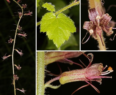 Tolmiea diplomenziesii