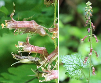 Tolmiea menziesii