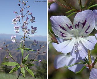 Tonella floribunda