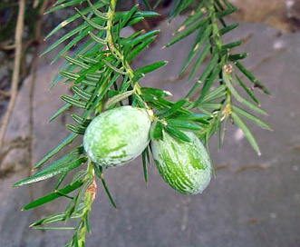 Torreya californica