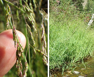 Torreyochloa pallida