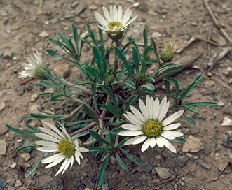 Townsendia grandiflora