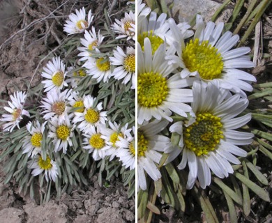 Townsendia leptotes