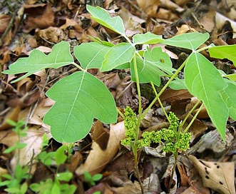 Toxicodendron pubescens