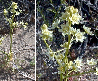 Toxicoscordion brevibracteatum