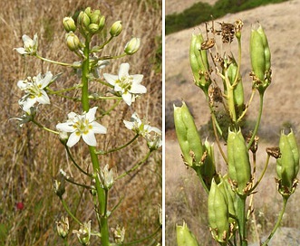 Toxicoscordion fontanum