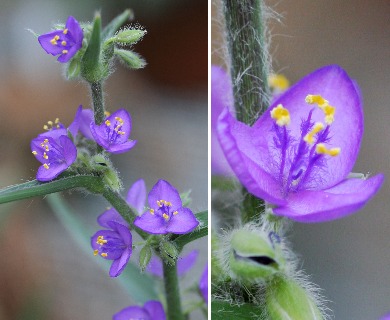 Tradescantia crassifolia