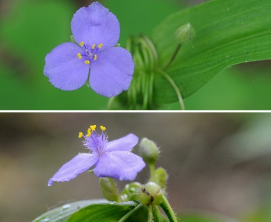 Tradescantia ernestiana