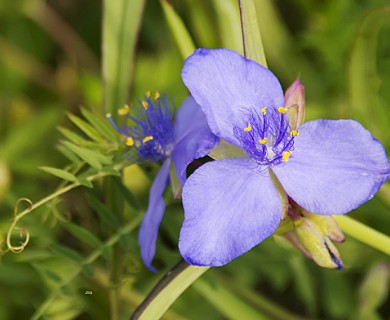 Tradescantia hirsutiflora