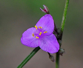 Tradescantia occidentalis