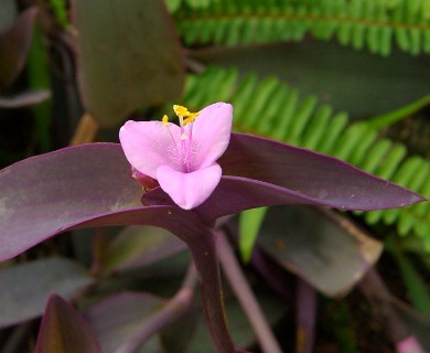 Tradescantia pallida