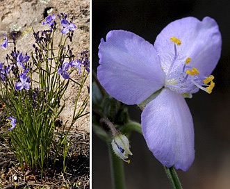 Tradescantia pinetorum