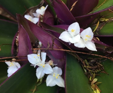 Tradescantia spathacea