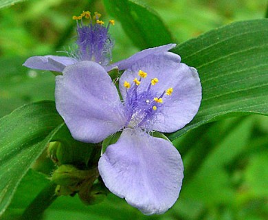 Tradescantia subaspera