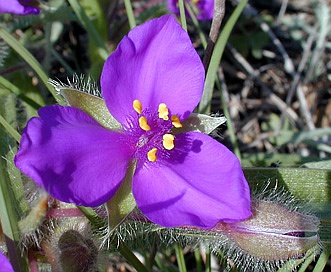 Tradescantia tharpii