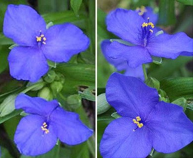 Tradescantia virginiana