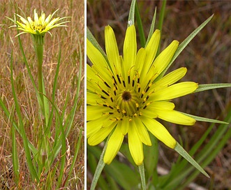 Tragopogon dubius