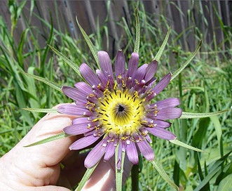 Tragopogon mirus