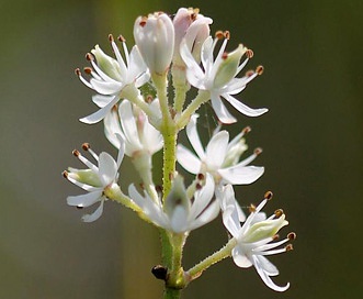 Triantha glutinosa