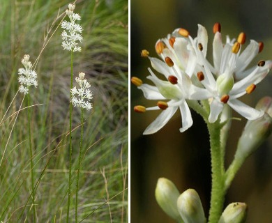 Triantha racemosa