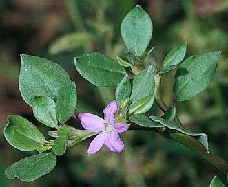 Trianthema portulacastrum