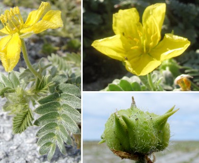 Tribulus cistoides