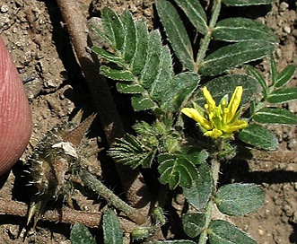 Tribulus terrestris