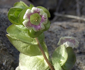 Tricardia watsonii