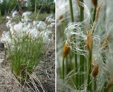 Trichophorum alpinum