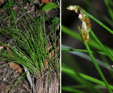 Trichophorum planifolium